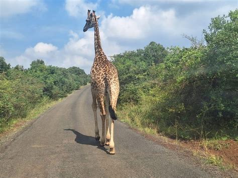 Nairobi Giraffe Center And Karen Blixen Museum Tour GetYourGuide