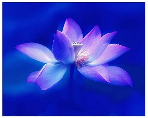 1920x1080px 1080p Free Download Blue Lotus Blue Flower Soft