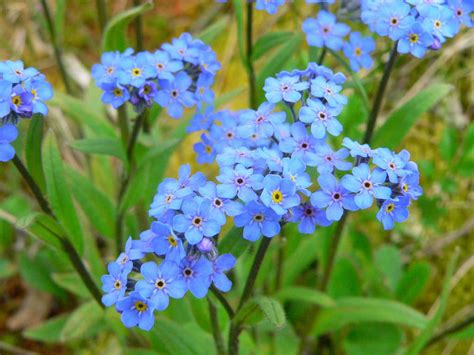 Myosotis alpestris (Alpine Forget-me-not) - World of Flowering Plants