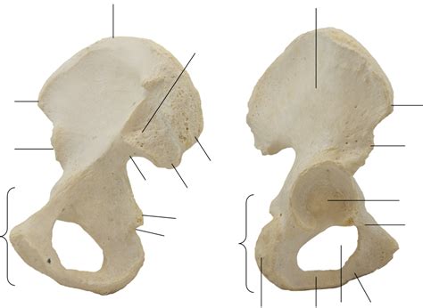 Coxal Bone Diagram Quizlet