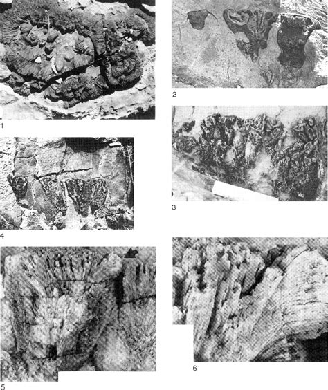 Figure 90 from FUNCTIONAL MORPHOLOGY OF THE FOSSIL HYPERCALCIFIED ...