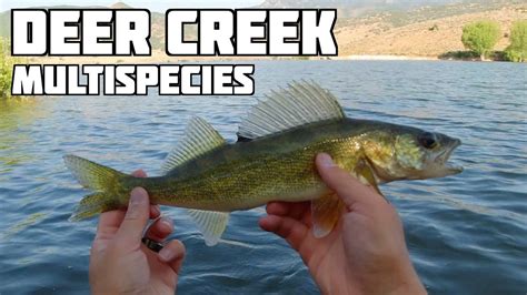 Summer Fishing Deer Creek Reservoir Utah Youtube