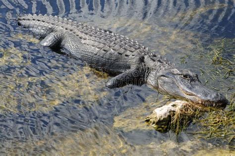 American Alligator in the Everglades Stock Photo - Image of carnivore ...