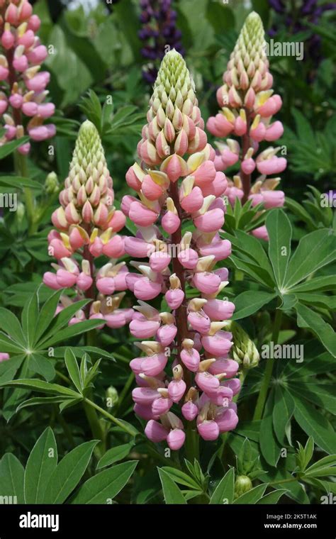 Large Leaved Lupinelupinus Polyphyllus The Chatelaine Flower Spikes