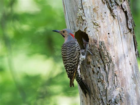 Northern Flicker Nesting (Behavior, Eggs + Location) | Birdfact