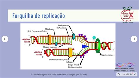 Aula de replicação do DNA YouTube