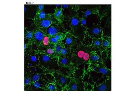 Myc Tag 9B11 Mouse MAb Alexa Fluor 594 Conjugate Cell Signaling