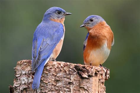 The 13 Best Bluebird Feeders For Your Yard: A Complete Guide