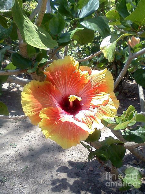 Desert Hibiscus Photograph By Brandi Nicole