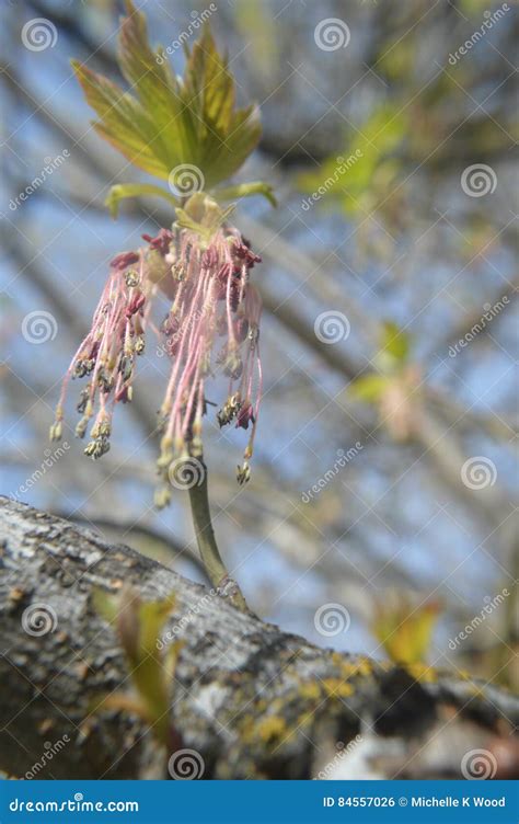 Box Elder Tree Flowers stock photo. Image of daytime - 84557026