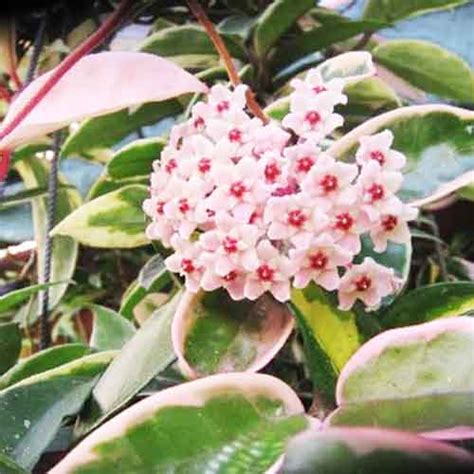 Hoya Carnosa Krimson Queen Buy Aquarium Plants And Aquarium Fishes