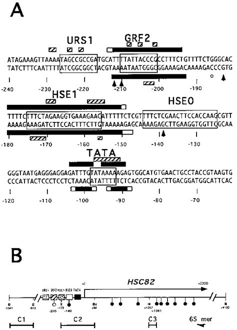 HSC82 Upstream Sequence Sites Of DNase I Protection In Nuclei And DMS