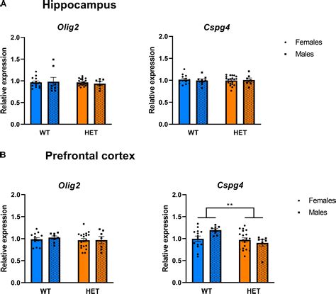 Frontiers Haploinsufficiency Of The Attention Deficit Hyperactivity