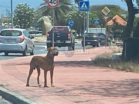 Cacho A Morde Un Peaton Panort Di E Rotonde Santa Helena Na Ponton