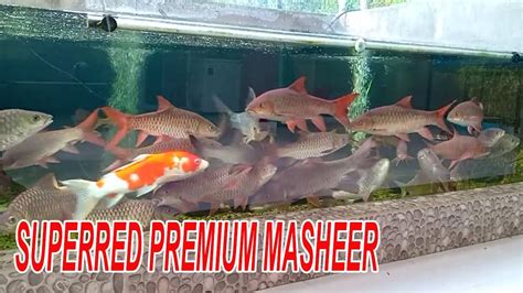 Malaysian Greatest Red Mahseerikan Kelah Merah Bara Youtube