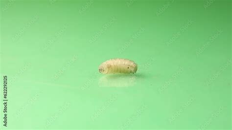 Larva Of Flies On Green Background Its Hooks Can Be Seen In Its Front