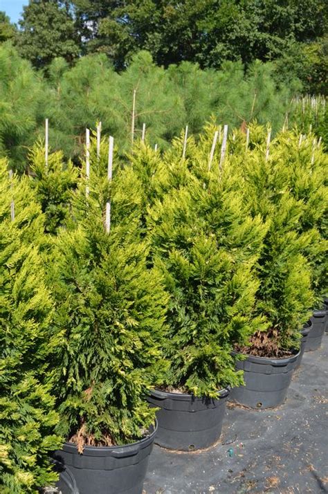 Gold Rider Leyland Cypress Callitropsis X Leylandii Gold Rider From