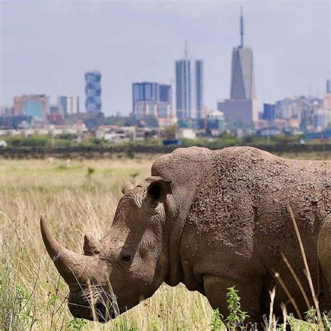 Nairobi National Park – Kilidestinations