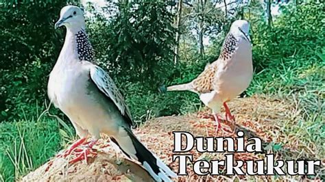 Mikat Burung Tekukur Di Bulan Puasa Target Tekukur Suara Nyaring