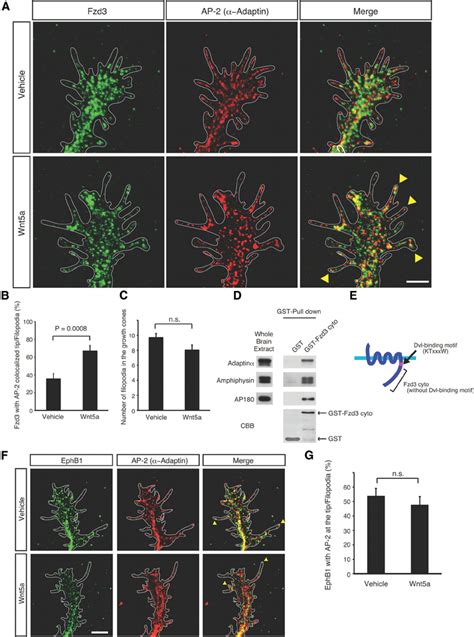 Frizzled Is Colocalized With Ap Complexes At The Tip Of Filopodia In