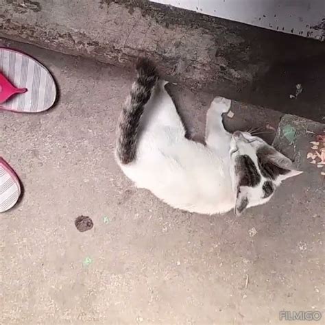 Reaksi Kucing Putih Setelah Dikasih Makan Youtube