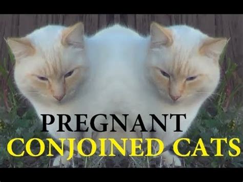 conjoined cats | Cats, Veterinary hospital, Healthy twins