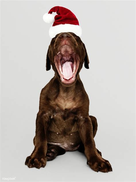 Portrait of a cute Labrador Retriever puppy wearing a Santa hat ...