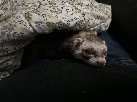 Sleepy baby : r/ferrets