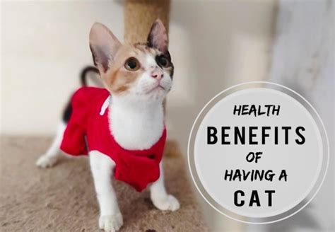 Science Based Health Benefits Of Having A Cat Hubpages