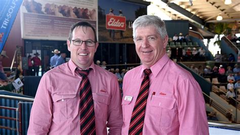 Brahman Week Sales In Rockhampton The Courier Mail