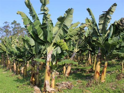 Epagri Promove Dia De Campo Em Fruticultura Em Itajaí Nesta Quinta 10