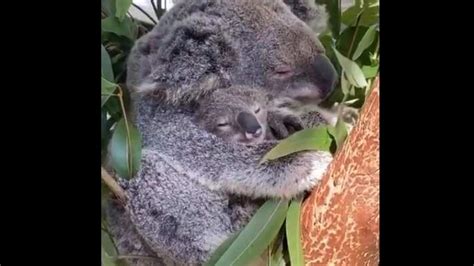 Sleepy baby koala cuddles with mama in adorable clip. 'Aww's guaranteed | Trending - Hindustan Times