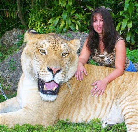 Liger Hercules At Miami Florida