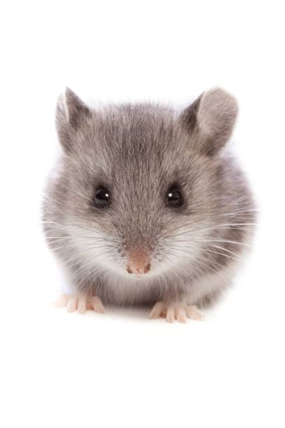 Best Cute Mouse Stock Photos Pictures And Royalty Free Images Istock