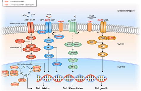 Cell Signaling Pathway Diagram