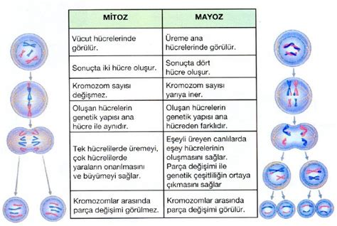 Mitoz B L Nmenin Zellikleri Nelerdir Eodev