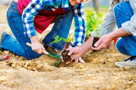 Quand Mettre Du Fumier Dans Le Jardin