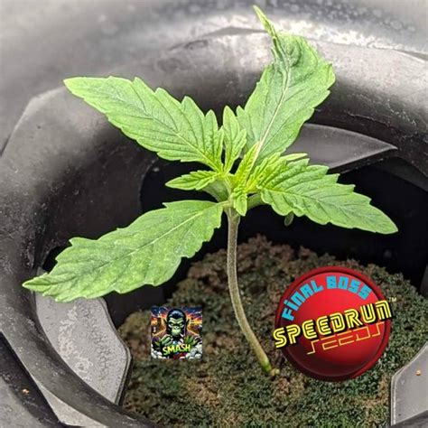 Custom Breeder Strain Final Boss Speedrun Seeds Fem Autoflower