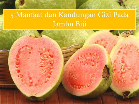 Yuk Lihat Manfaat Dan Vitamin Buah Jambu Biji Manfaat Khasiat Rahasia