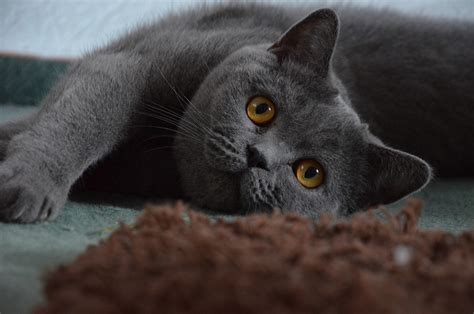 British Shorthair Cat