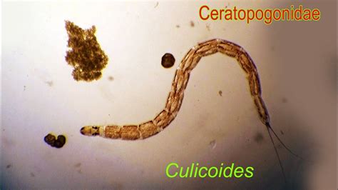 Ceratopogonidae Larvae