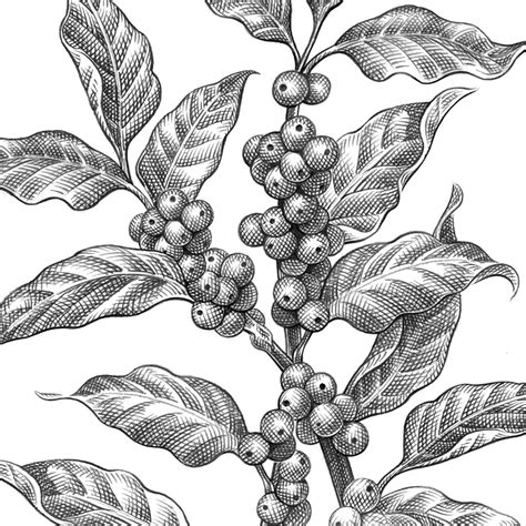 Bean Plant Drawing At Getdrawings Free Download