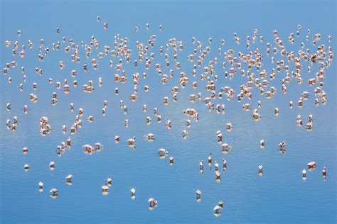 The Deadly Lake Where 75 Percent of the World's Lesser Flamingos Are ...