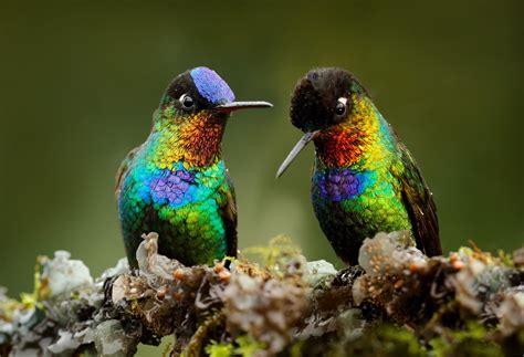 Hummingbirds have evolved to survive harsh environments - Earth.com