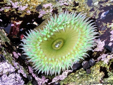 Class Anthozoa