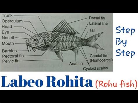 How To Draw Labeo Rohita Rohu Fish Step By Step Youtube