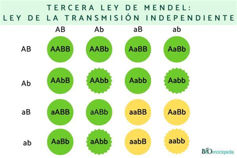 Leyes De Mendel Qu Son Y Ejemplos Resumen