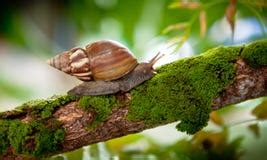 Garden Snail In Natural Habitat Stock Photo - Image: 28102326