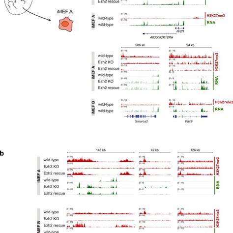 Model Of Cis Acting Transcriptional Memory At Prc Target Genes Mutual