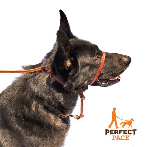 Pet Collars And Leashes Pet Supplies Giant Breed Dog Harness Send Message